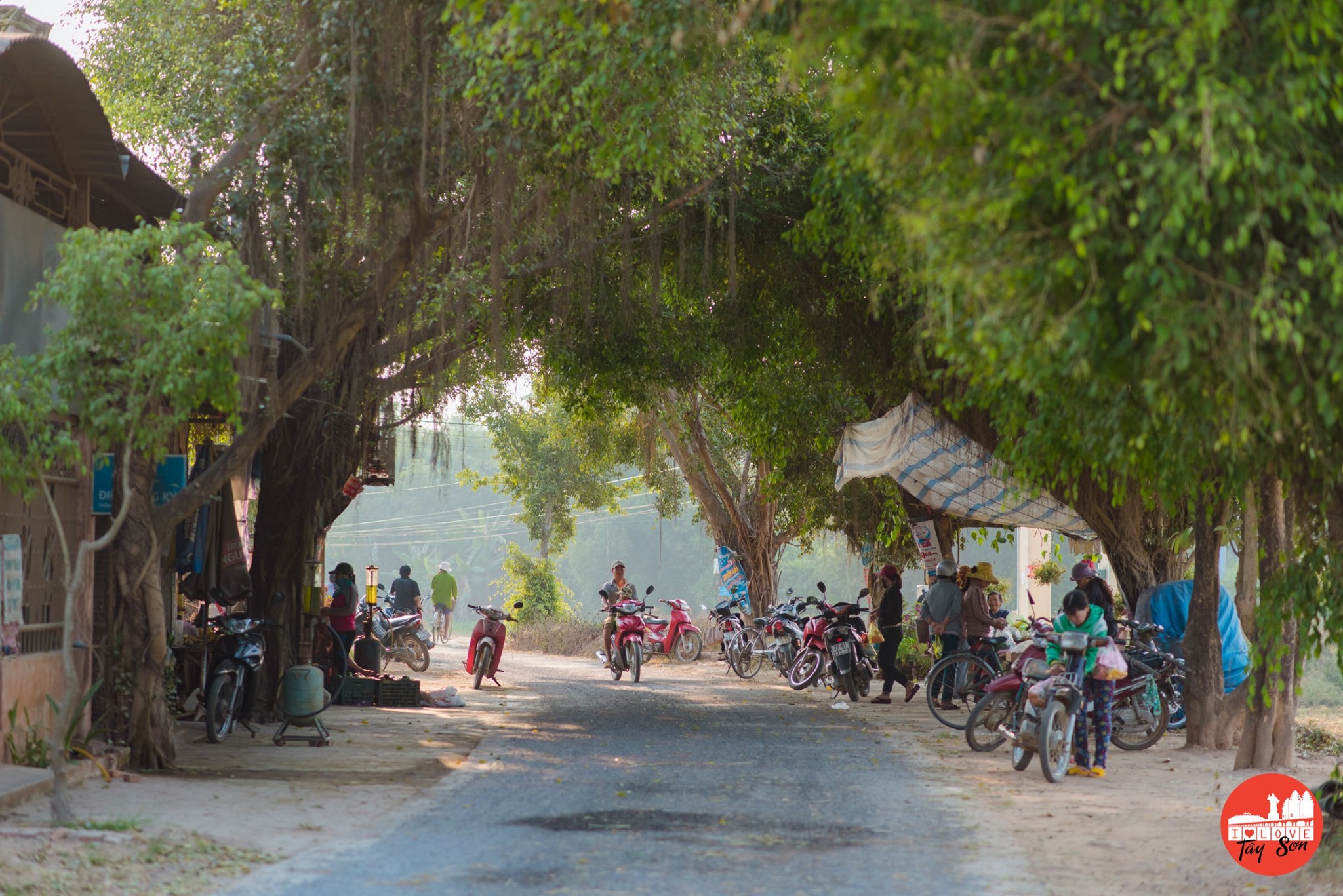 Về bảo tàng quang trung, ngắm cây me di sản